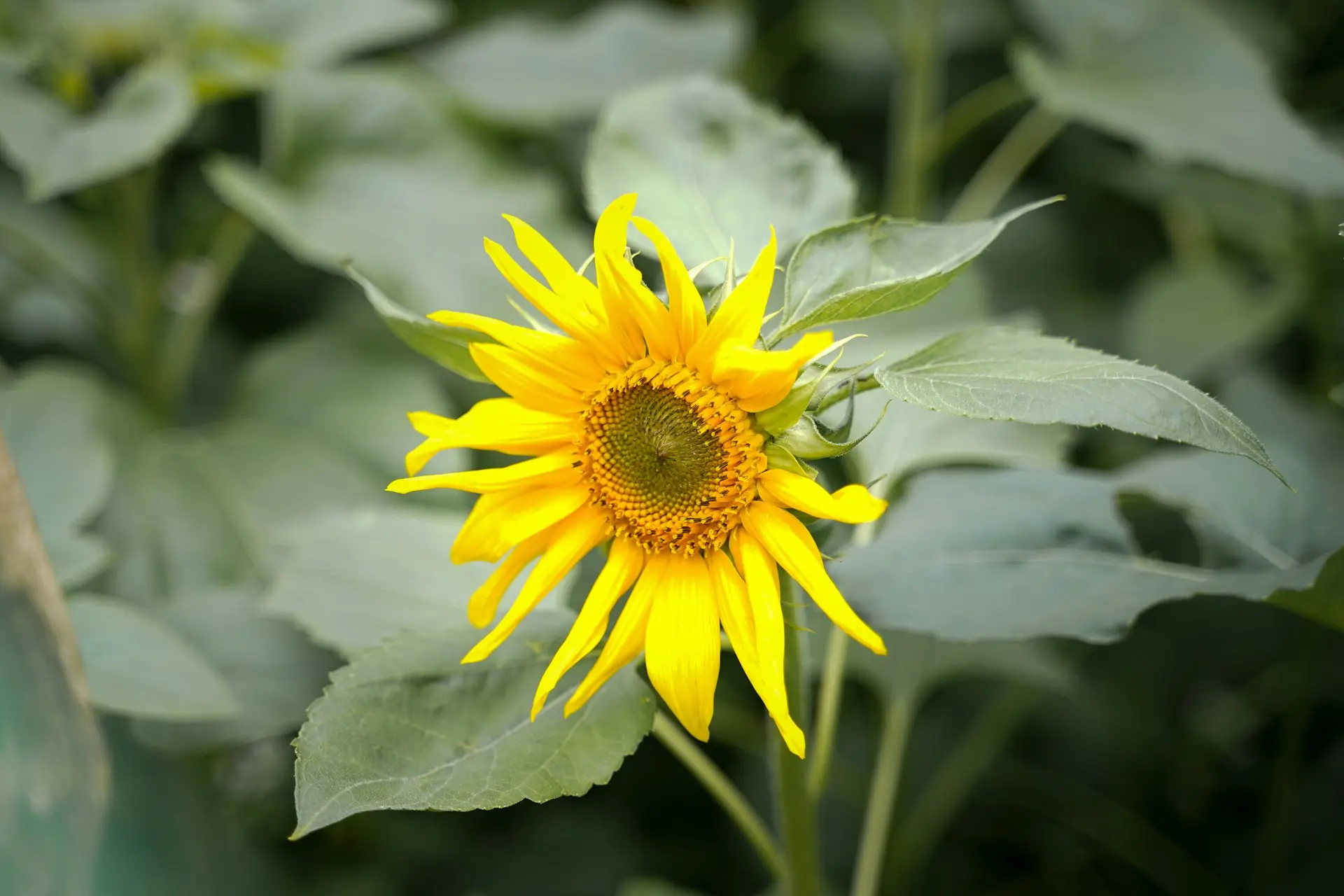 a yellow sunflower in a field of green leaves